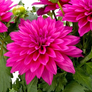 Dahlia labella deep rose