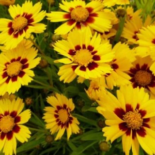 Coreopsis grandiflora sunkiss