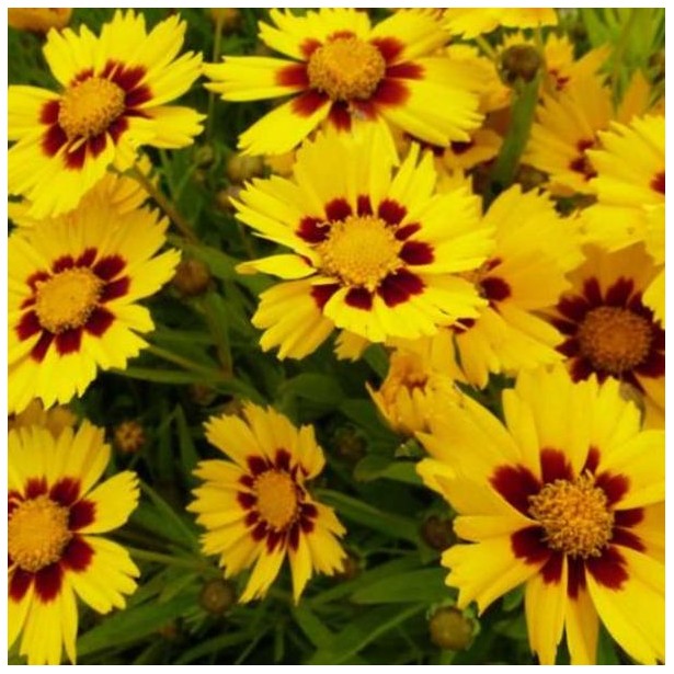 Coreopsis grandiflora sunkiss