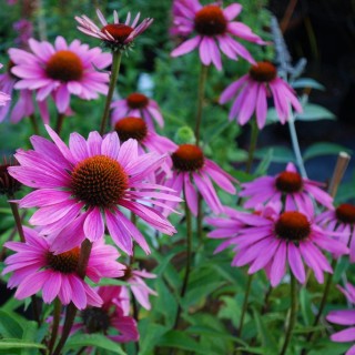 Echinacea Purpurea Magnus