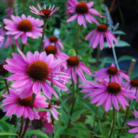 Echinacea Purpurea Magnus