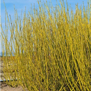 Cornus stolonifera flaviramea