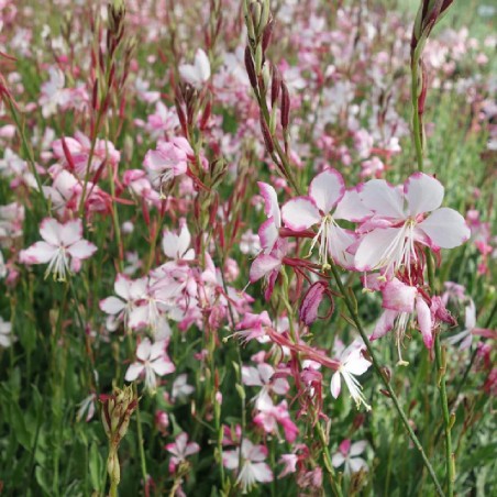Gaura Rosyjane