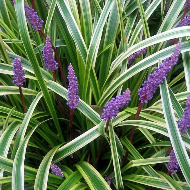 Liriope muscari silvery sunproof