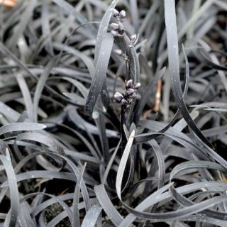 Ophiopogon planiscapus black dragon