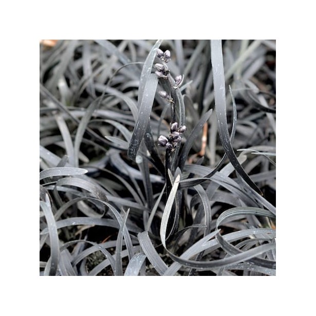 Ophiopogon planiscapus black dragon