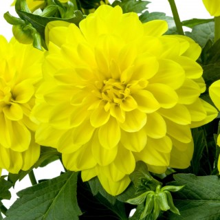 Dahlia labella yellow