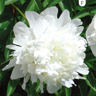 Paeonia lactiflora Duchesse de Nemours