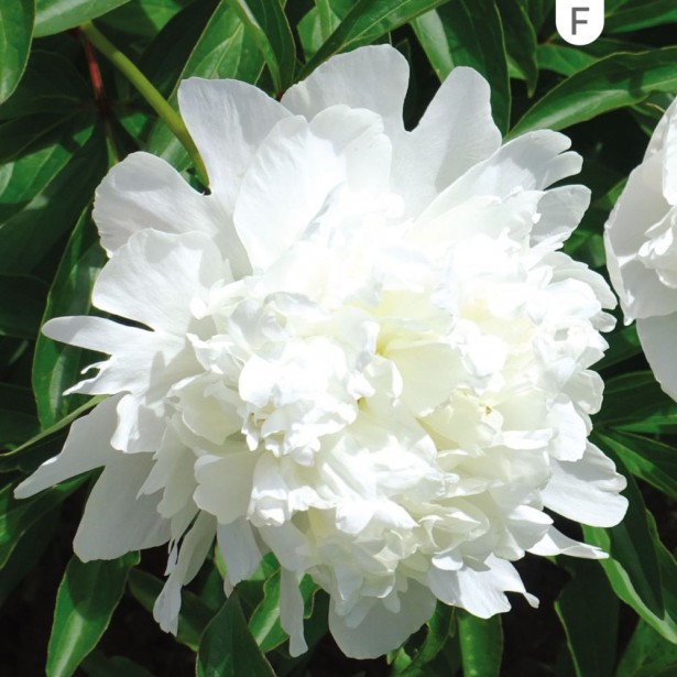 Paeonia lactiflora Duchesse de Nemours