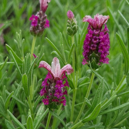Lavandula stoechas magical posy pink