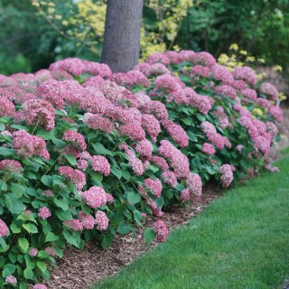 Hydrangea arborescens pink Annabelle 2