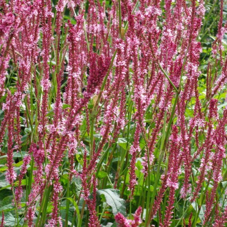 Persicaria amplexicaulis fascination