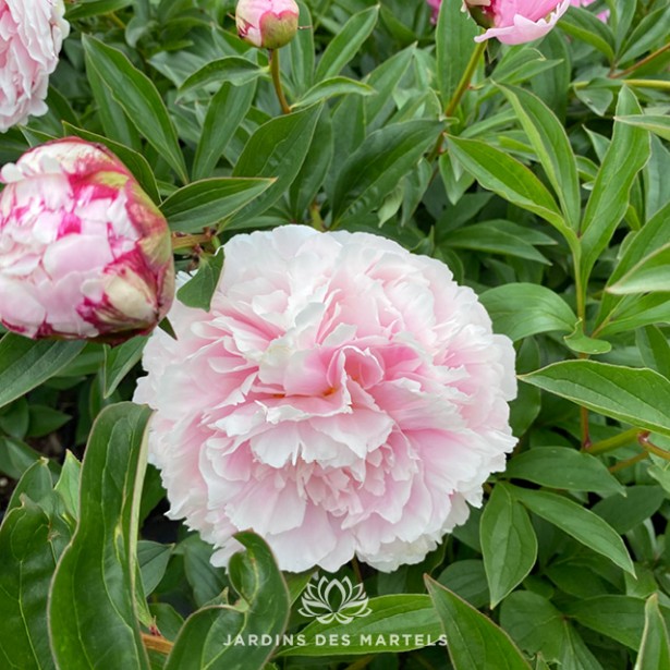 Paeonia lactiflora Sarah Bernhardt