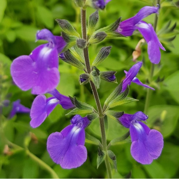 Salvia delice feline