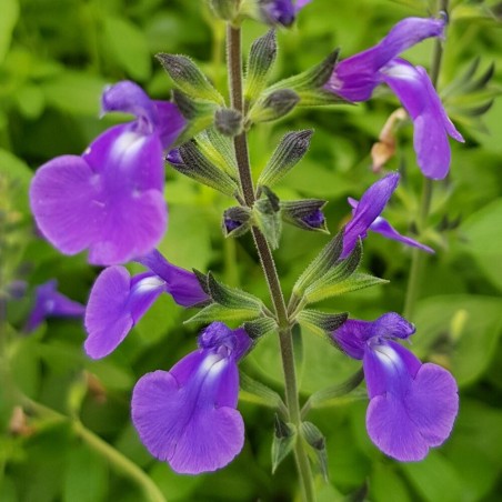 Salvia delice feline