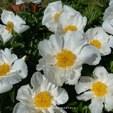 Pivoine lactiflora krinkled white