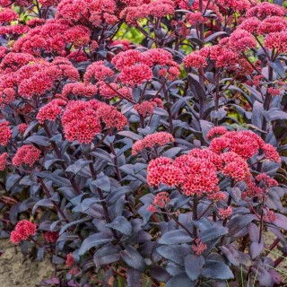 Sedum jose aubergine