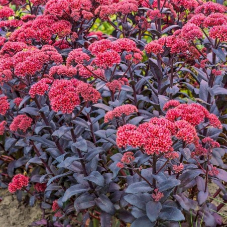 Sedum jose aubergine