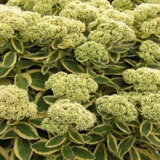 Sedum telephium autumn charm