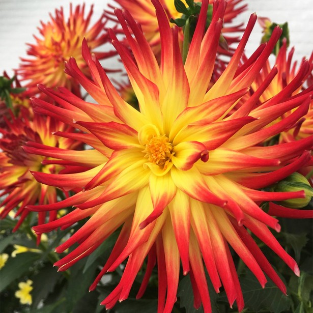 Dahlia labella fire