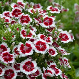 Dianthus summer diamond ruby picotee