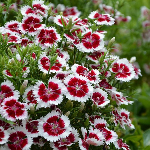 Dianthus summer diamond ruby picotee