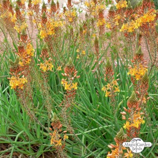 Bulbine frutescens orange
