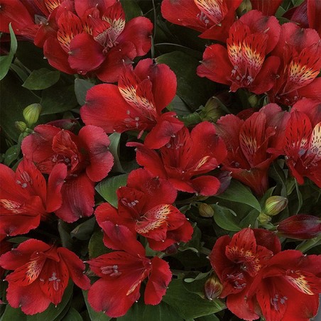 Alstromere inticancha doba