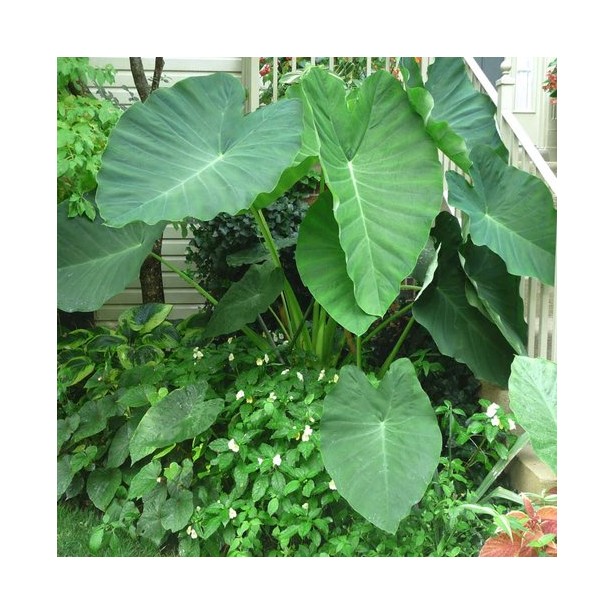 Colocasia jack s giant