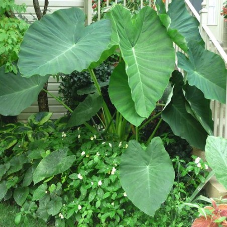 Colocasia jack s giant