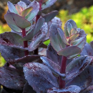 Sedum sunsparkler blue pearl