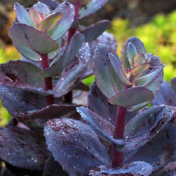 Sedum sunsparkler blue pearl