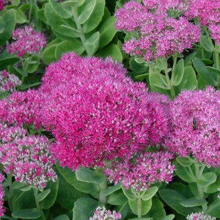 Sedum spectabilis carl