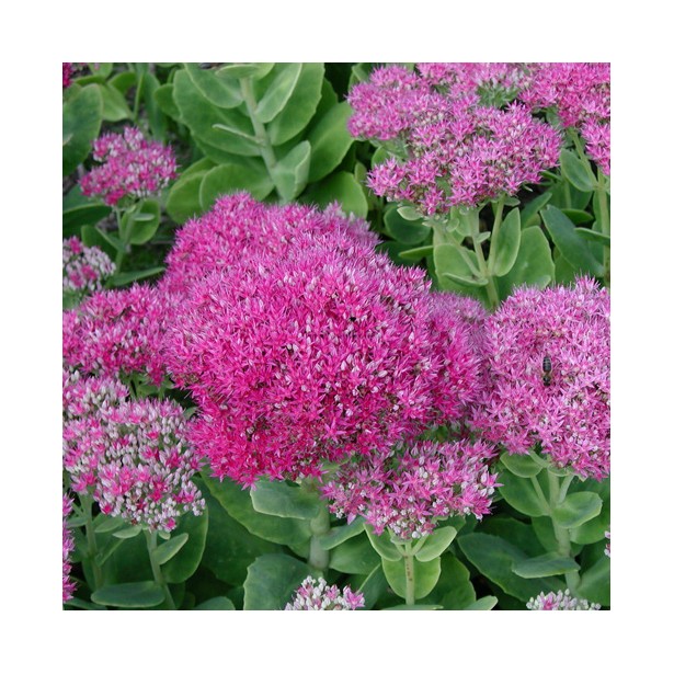 Sedum spectabilis carl