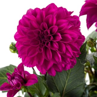 Dahlia labella purple