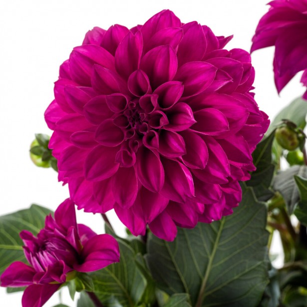 Dahlia labella purple