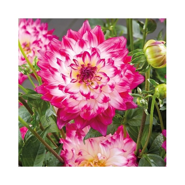Dahlia labella rose bicolor