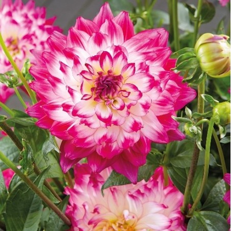 Dahlia labella rose bicolor