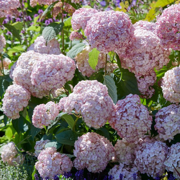 Hydrangea arborescens candybelle bubblegum