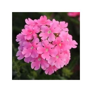 Verveine tapien rose