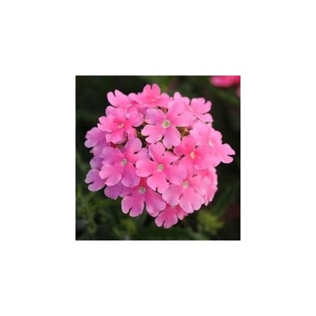 Verveine tapien rose