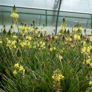 Bulbine frutescens jaune