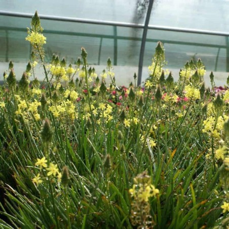 Bulbine frutescens jaune