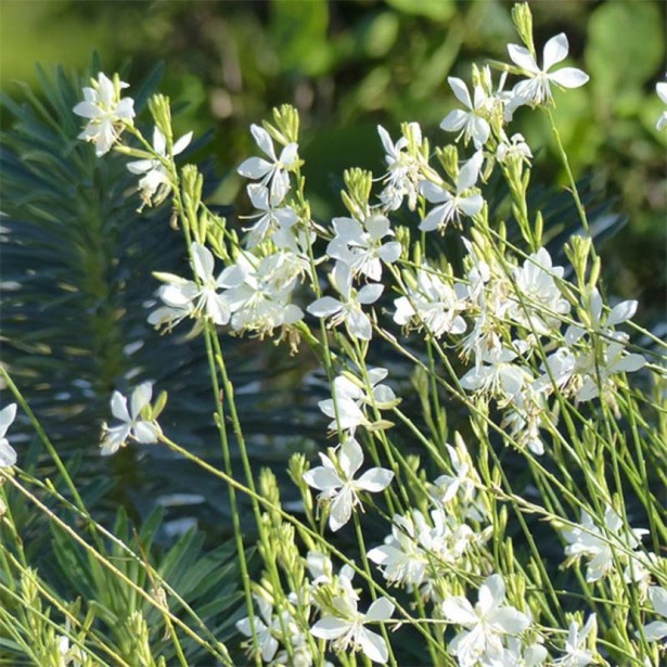 Gaura lindheimeri snowbird
