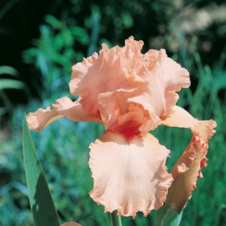 Iris germanica Beverly Sills