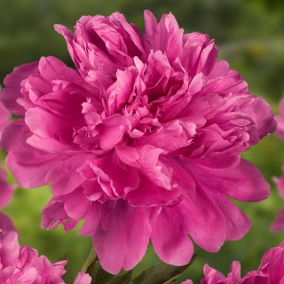 Paeonia lactiflora Amabilis