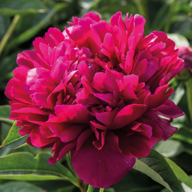 Paeonia lactiflora général Mac Mahon