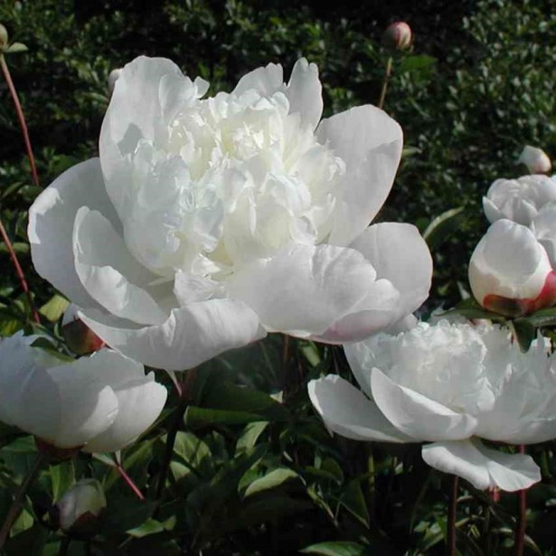 Paeonia lactiflora immaculée