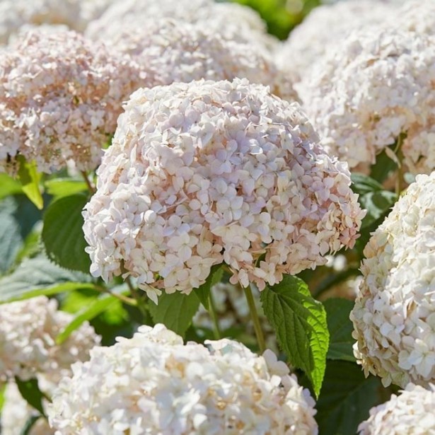 Hydrangea arborescens Candybelle marshmallow