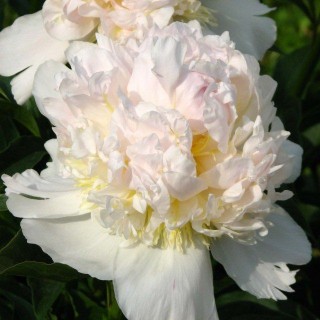 Pivoine lactiflora top brass